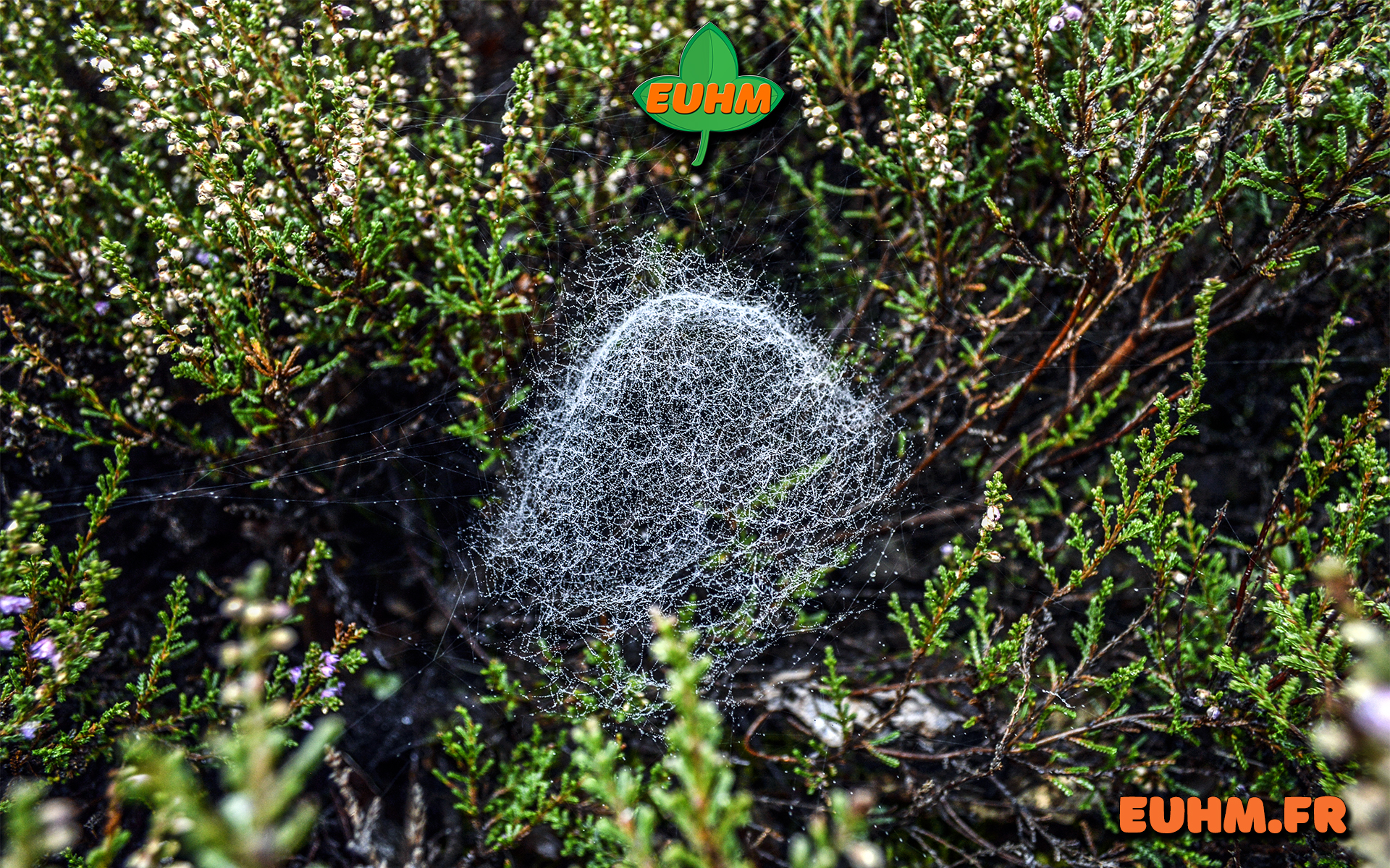 Photo galerie nature 19