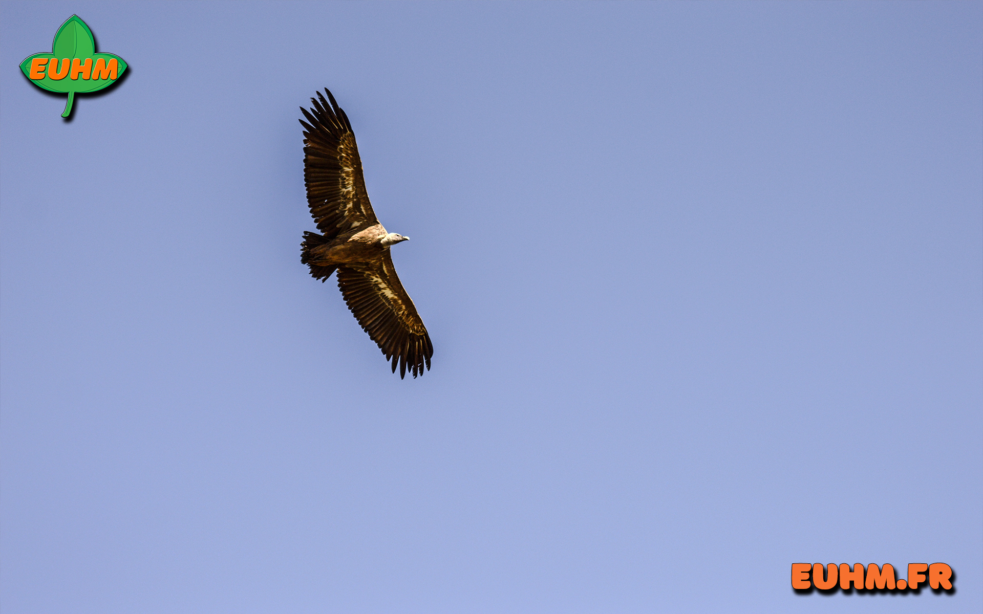 Photo galerie nature 34